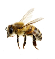 Bee facing left